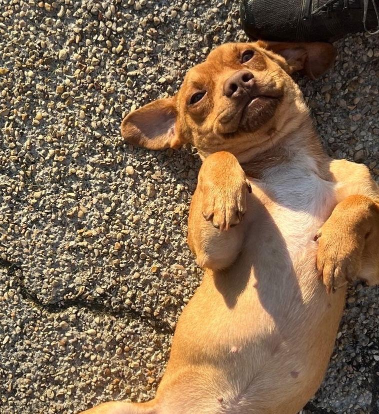 Mickey - You're so fine!, Adoptable, Young Male Dachshund.