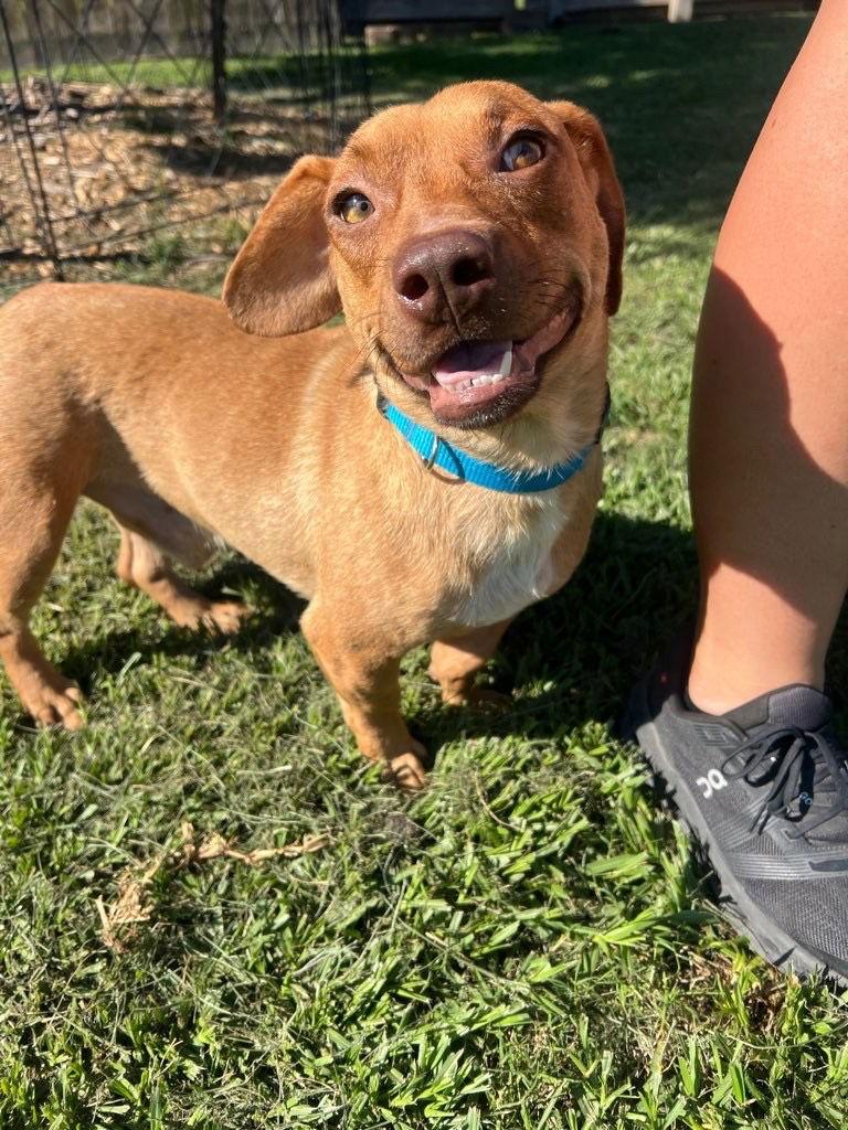 Mickey - You're so fine!, Adoptable, Young Male Dachshund.