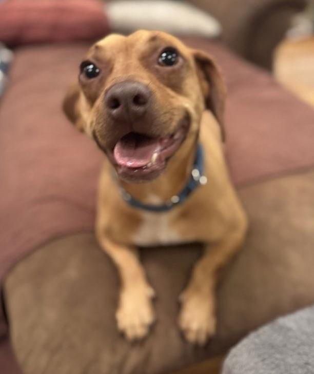 Enlarge Mickey - You're so fine!, a Adoptable Dachshund in Oakhurst, NJ image 2/3