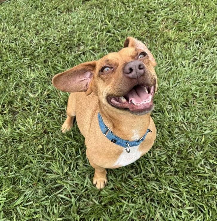 Enlarge Mickey - You're so fine!, a Adoptable Dachshund in Oakhurst, NJ image 3/3