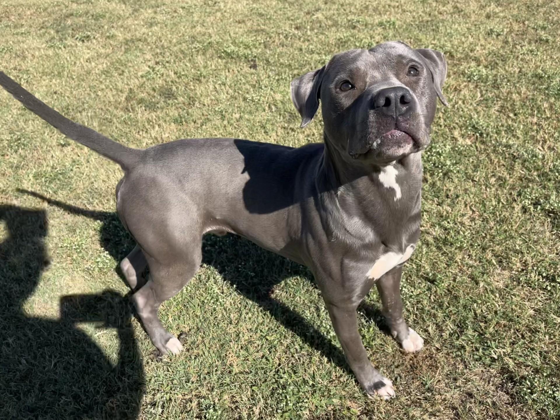 Enlarge General, a Adoptable Mixed Breed in Chickasha, OK image 4/6