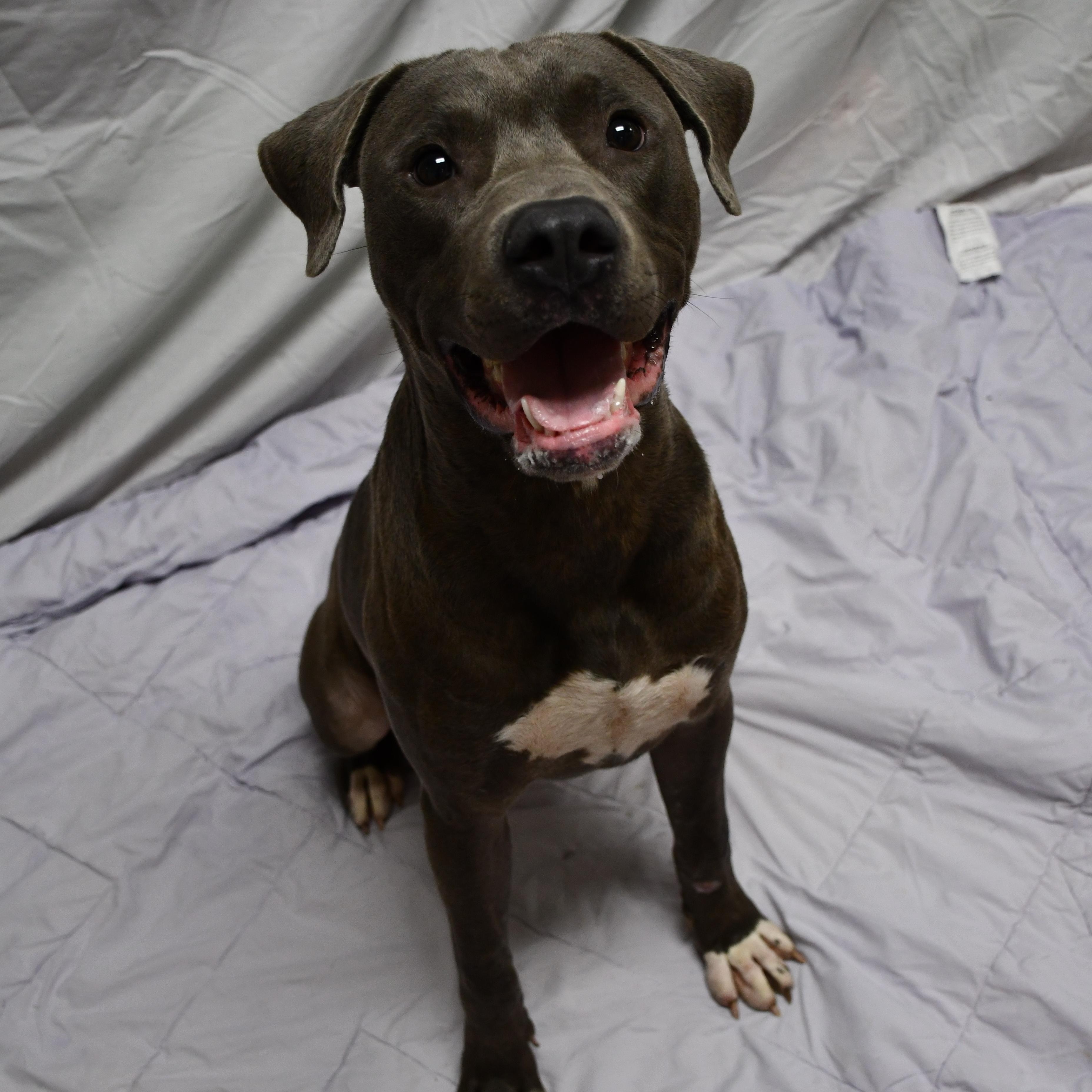 Enlarge General, a Adoptable Mixed Breed in Chickasha, OK image 3/6