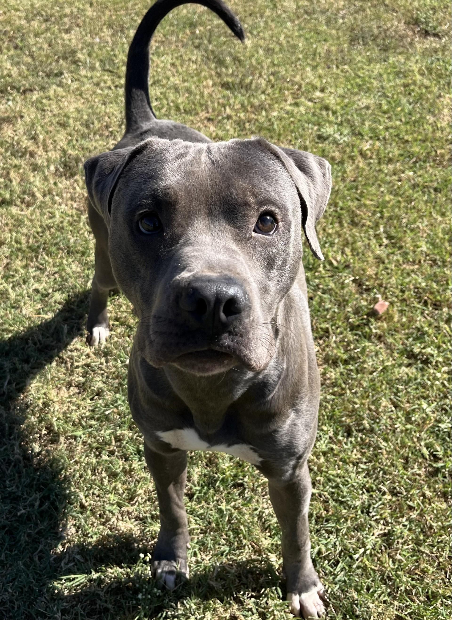 Enlarge General, a Adoptable Mixed Breed in Chickasha, OK image 6/6