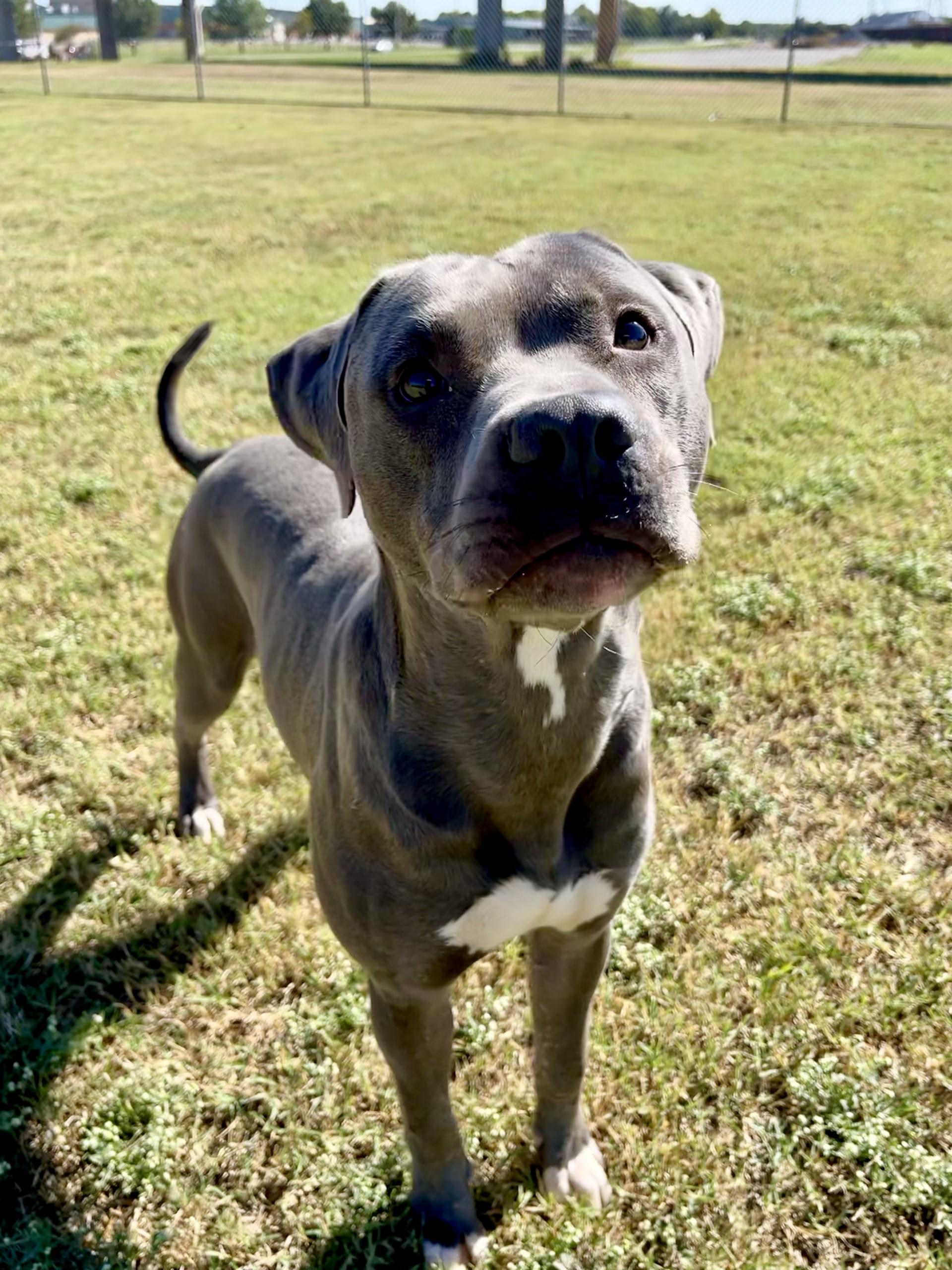 Enlarge General, a Adoptable Mixed Breed in Chickasha, OK image 2/6