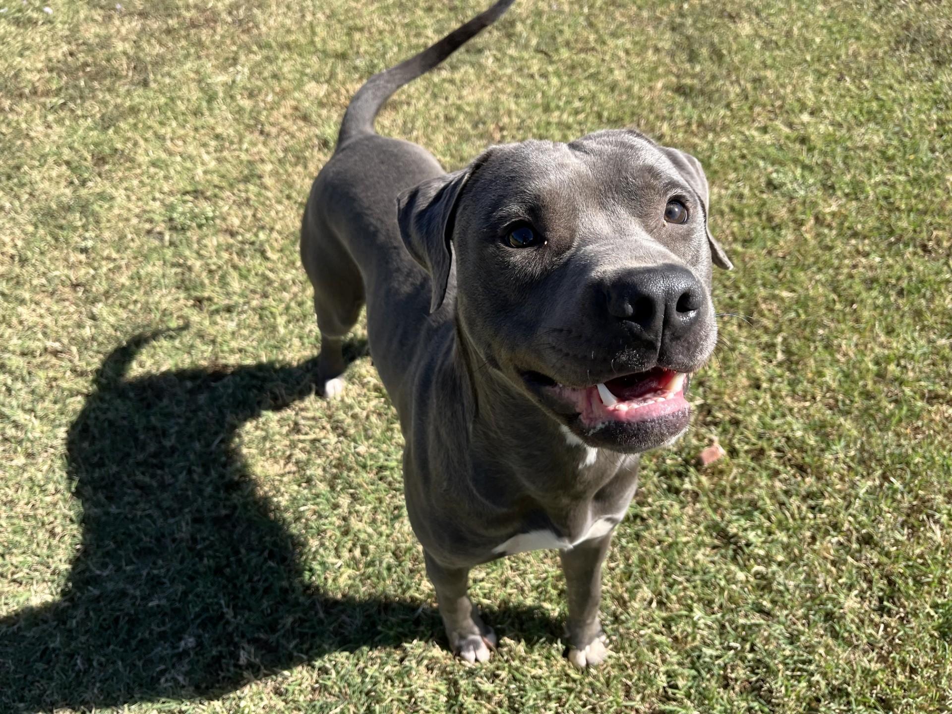 General, Adoptable, Young Male Mixed Breed.