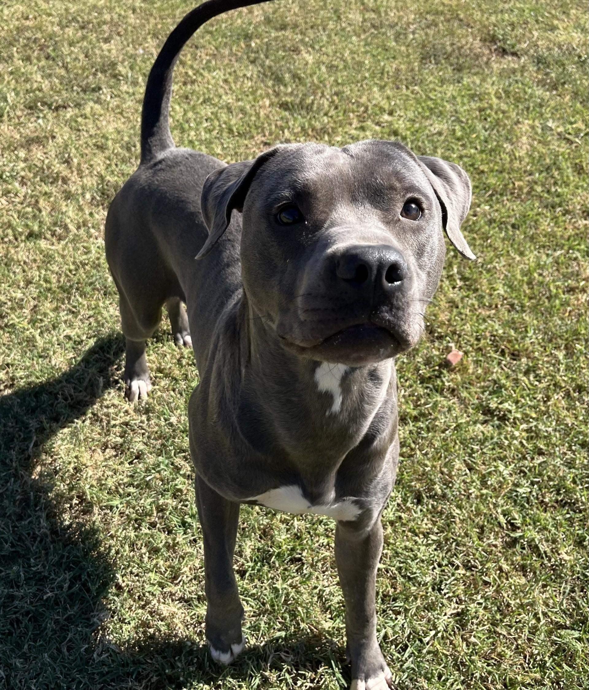 Enlarge General, a Adoptable Mixed Breed in Chickasha, OK image 5/6