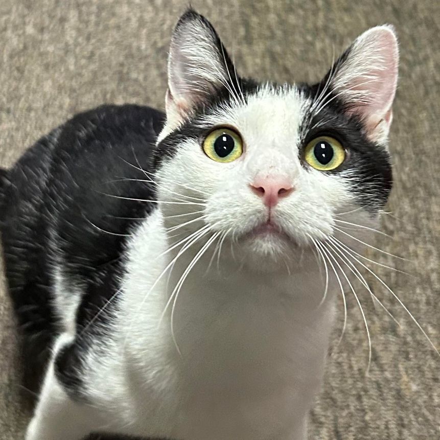 Enlarge Mooshu, a Adoptable Domestic Short Hair in Antioch, CA image 3/6