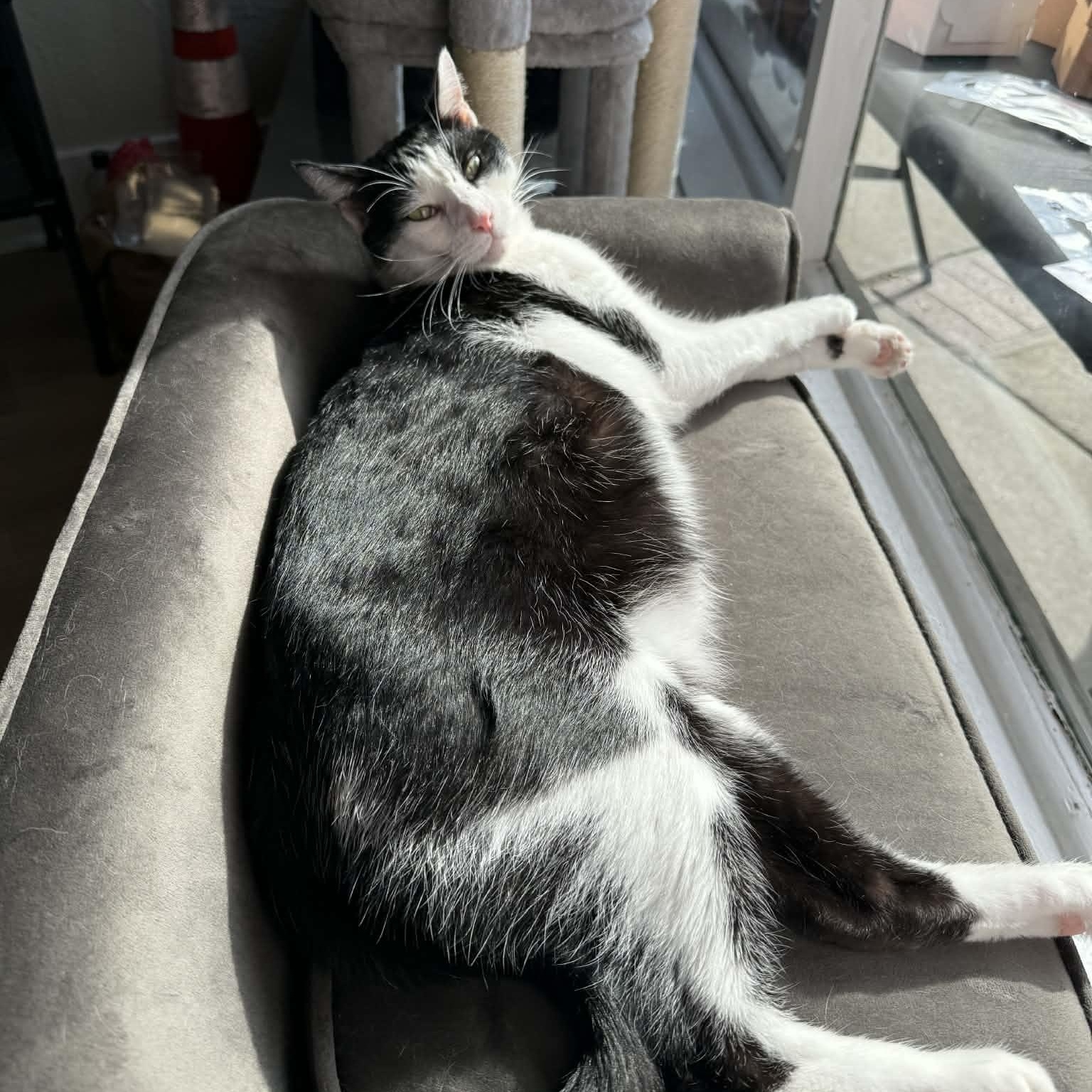 Enlarge Mooshu, a Adoptable Domestic Short Hair in Antioch, CA image 6/6