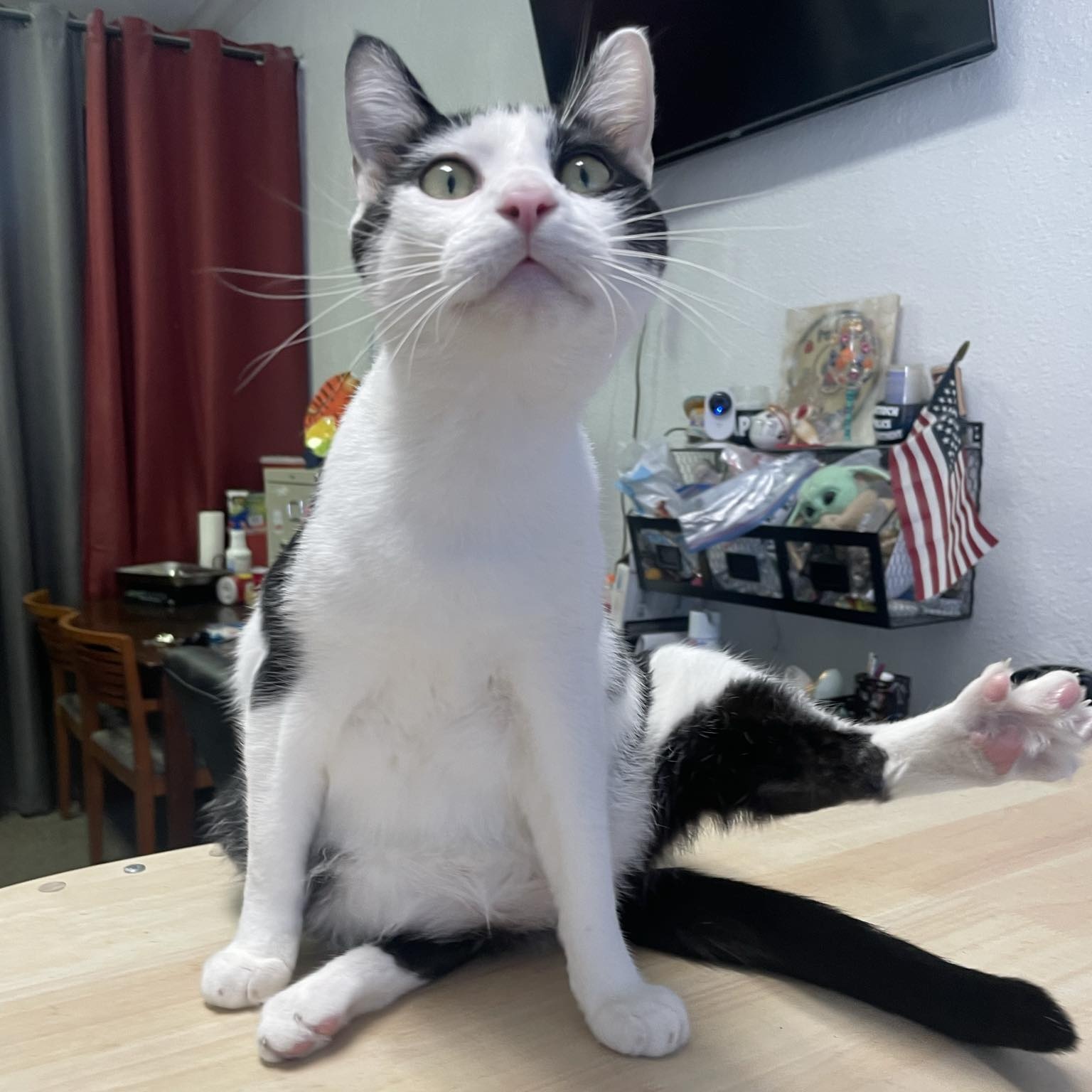 Enlarge Mooshu, a Adoptable Domestic Short Hair in Antioch, CA image 5/6