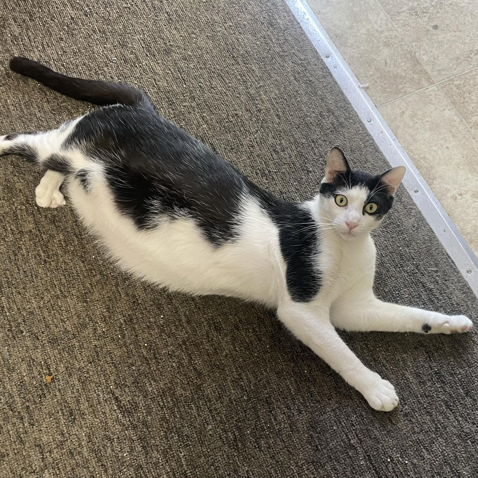 Mooshu, Adoptable, Young Male Domestic Short Hair.