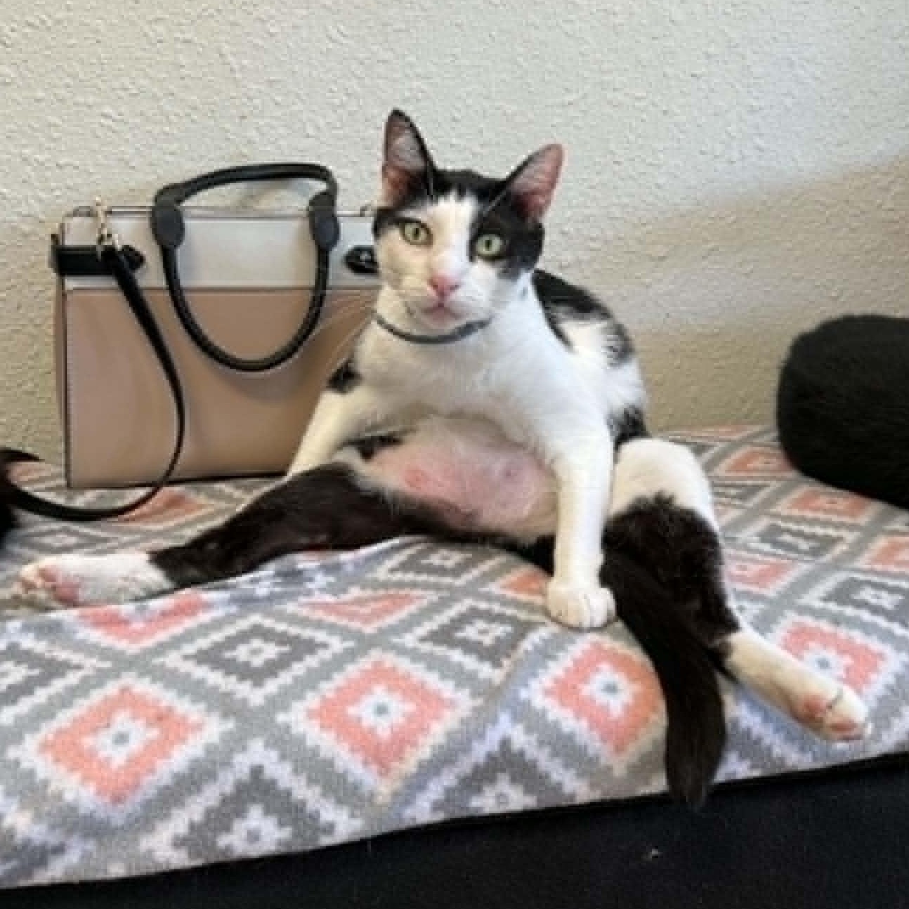 Enlarge Mooshu, a Adoptable Domestic Short Hair in Antioch, CA image 1/6