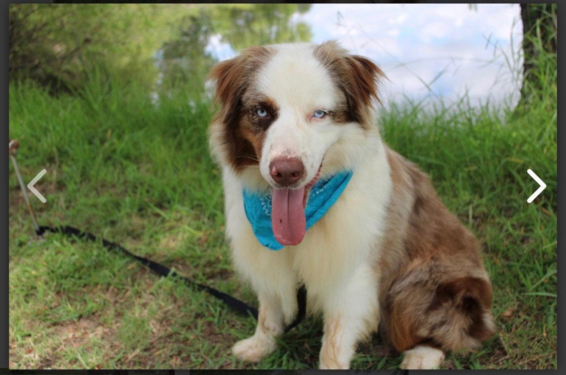 Enlarge Bevo, a Adoptable Australian Shepherd in Dallas, TX image 1/3