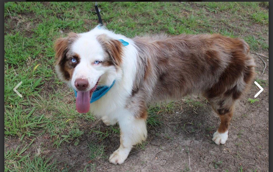 Enlarge Bevo, a Adoptable Australian Shepherd in Dallas, TX image 2/3