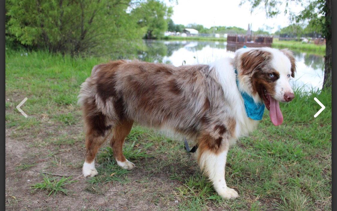Enlarge Bevo, a Adoptable Australian Shepherd in Dallas, TX image 3/3
