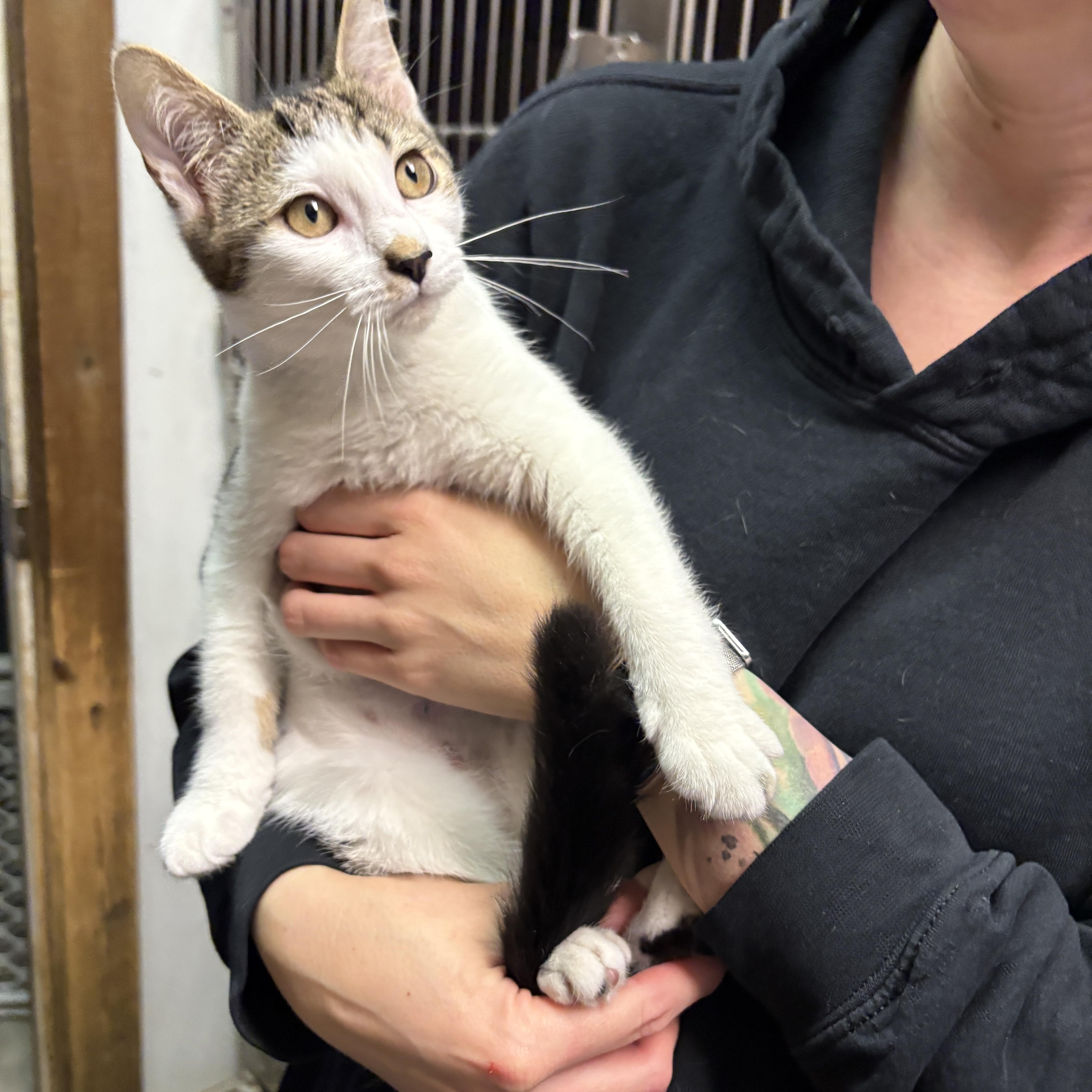 Enlarge Ella, a Adopted Domestic Short Hair in Beacon, NY image 5/6