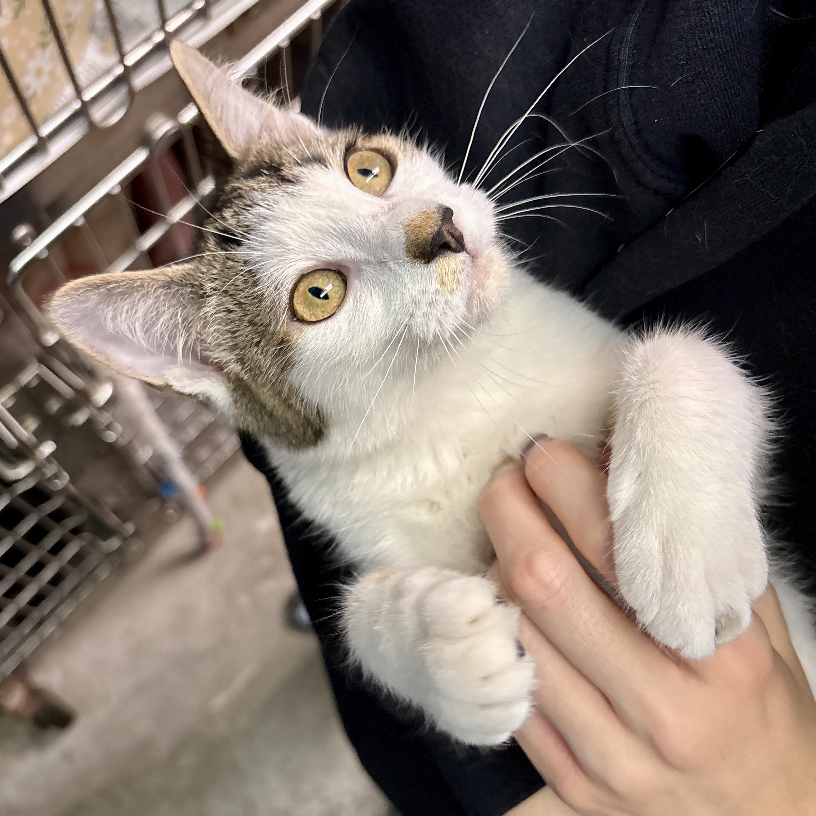 Enlarge Ella, a Adopted Domestic Short Hair in Beacon, NY image 6/6