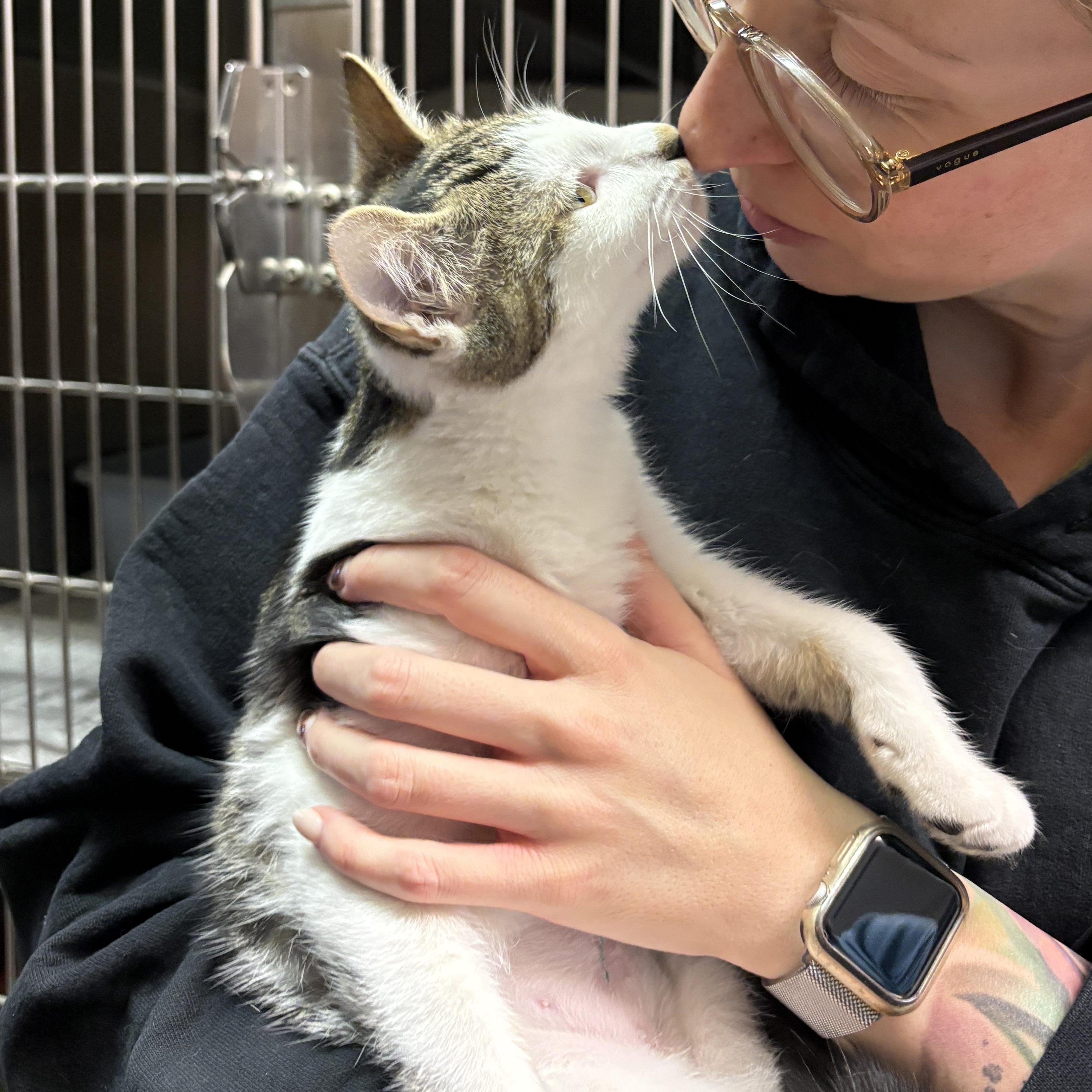 Enlarge Ella, a Adopted Domestic Short Hair in Beacon, NY image 4/6