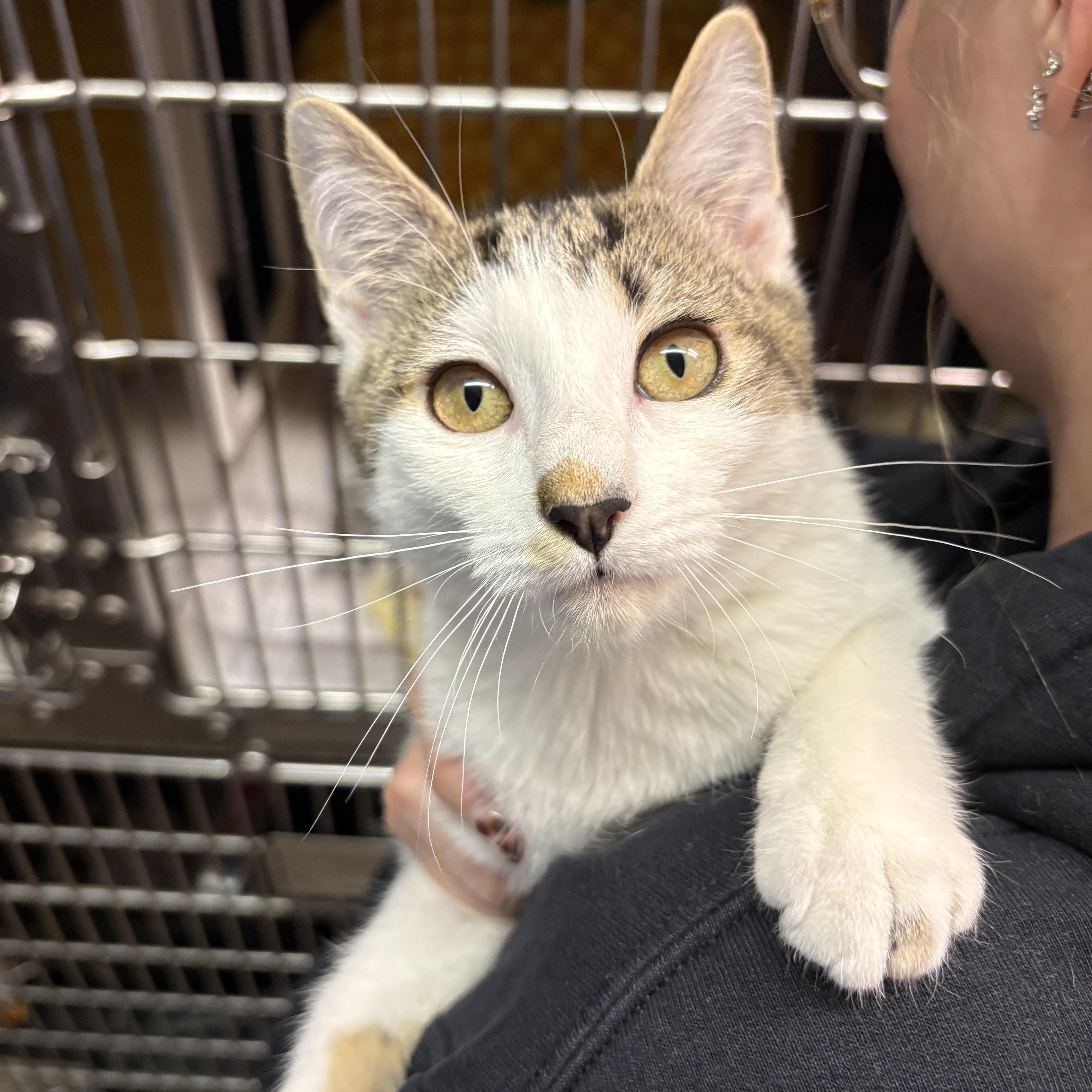 Enlarge Ella, a Adopted Domestic Short Hair in Beacon, NY image 3/6