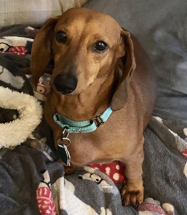 Chicho, Adoptable, Adult Male Dachshund.