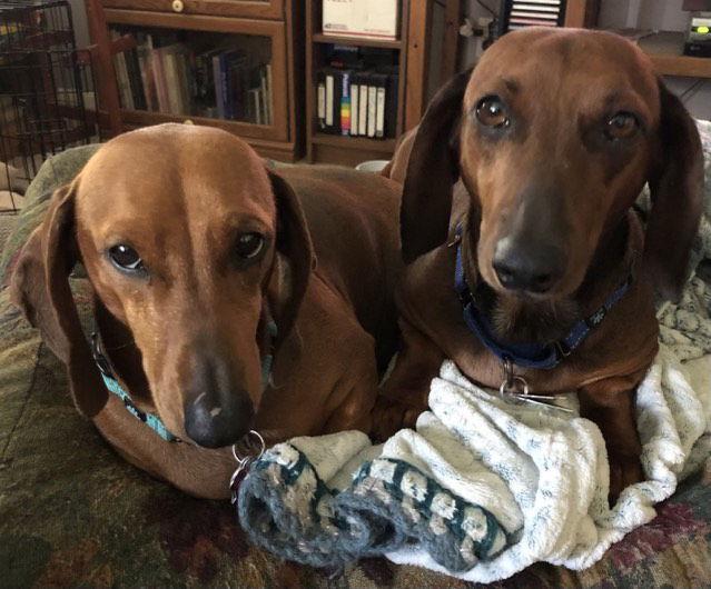 Enlarge Chicho, a Adoptable Dachshund in Pearland, TX image 2/3