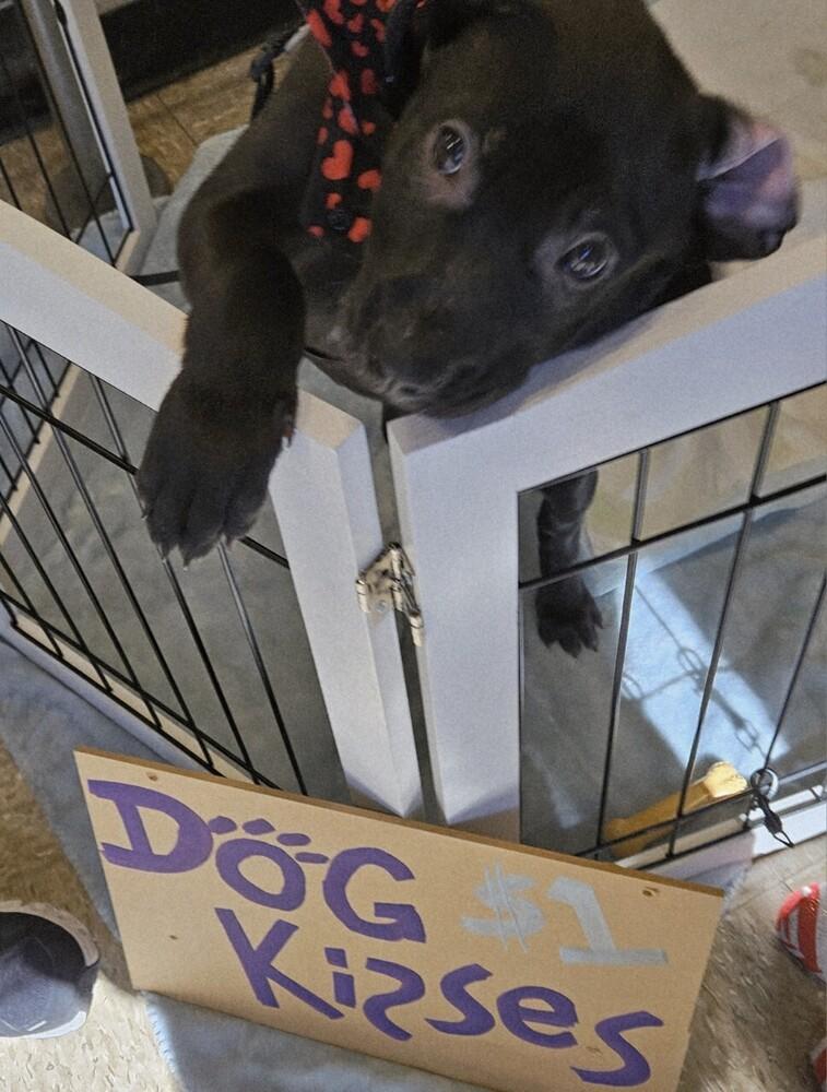 Dorothy, Adoptable, Puppy Female Labrador Retriever.