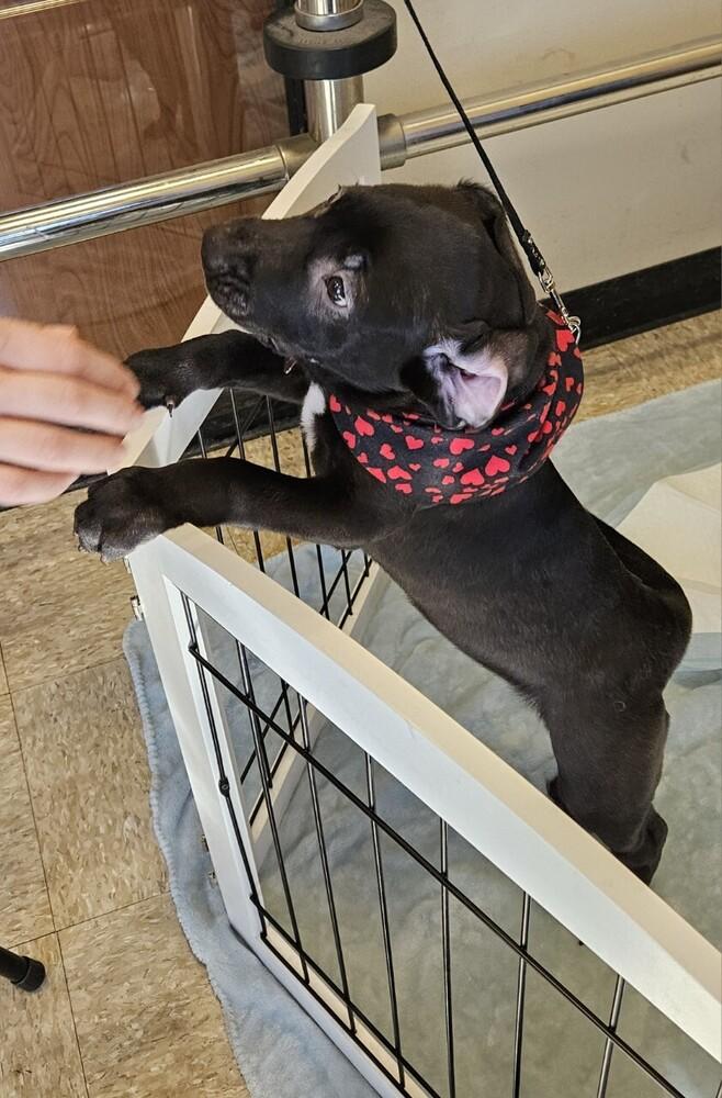 Enlarge Dorothy, a Adoptable mixed breed in Winter Garden, FL image 2/5