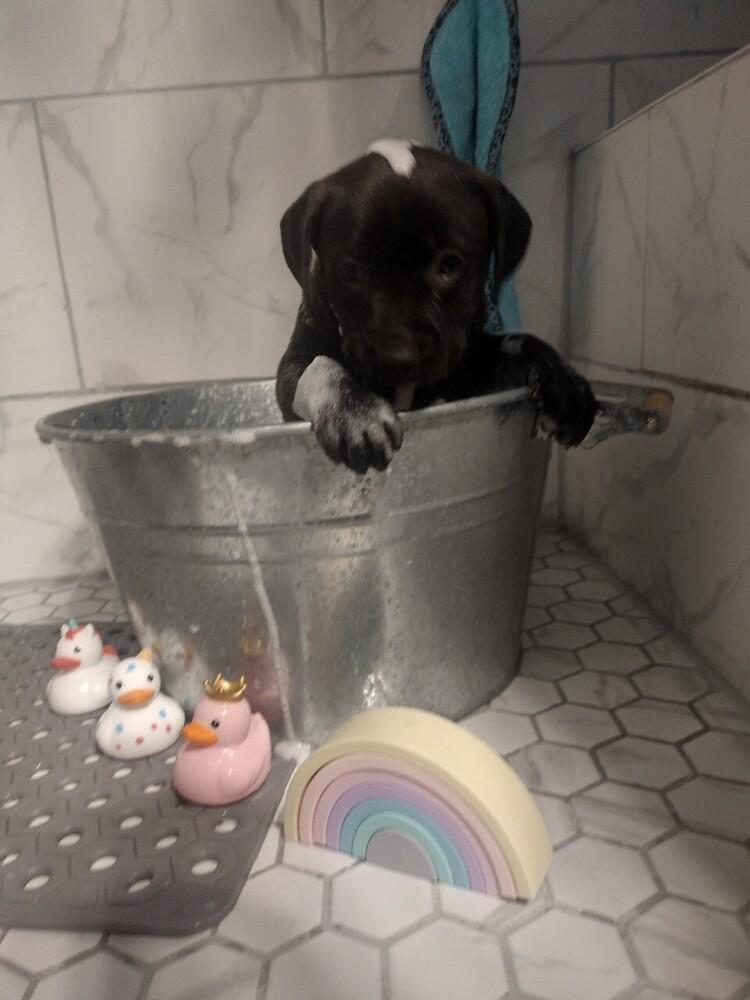 Enlarge Dorothy, a Adoptable mixed breed in Winter Garden, FL image 3/5