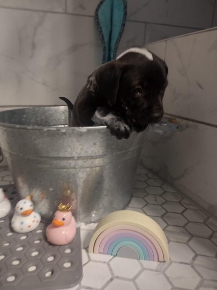 Enlarge Dorothy, a Adoptable mixed breed in Winter Garden, FL image 4/5