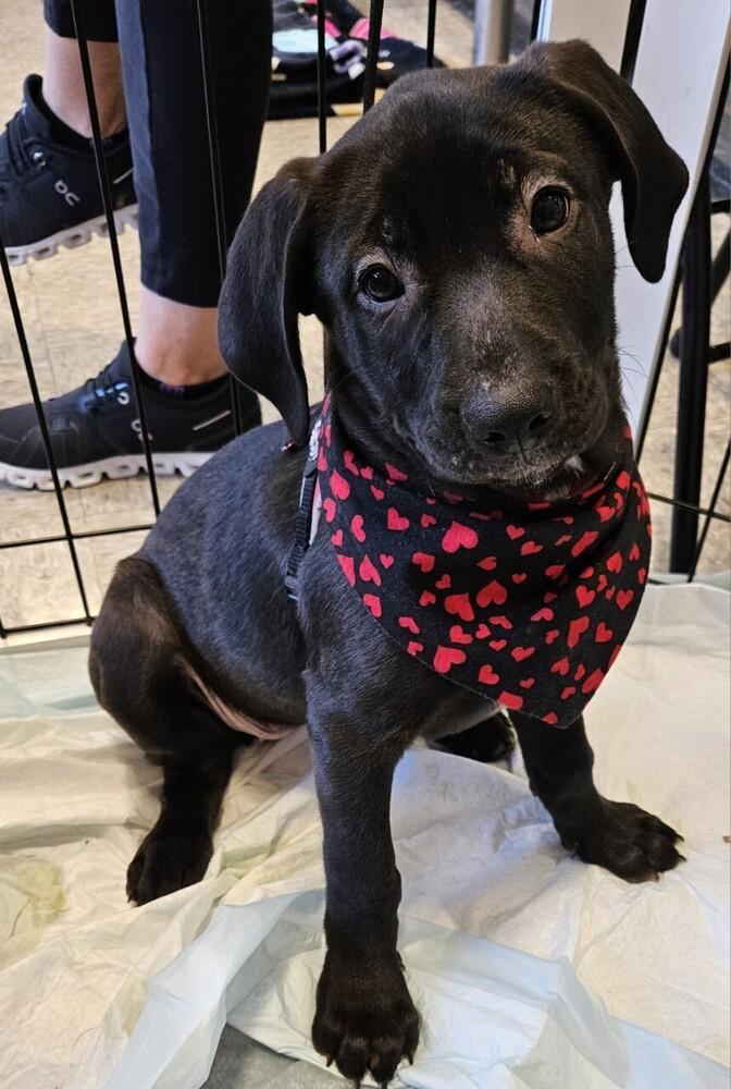 Enlarge Dorothy, a Adoptable mixed breed in Winter Garden, FL image 5/5