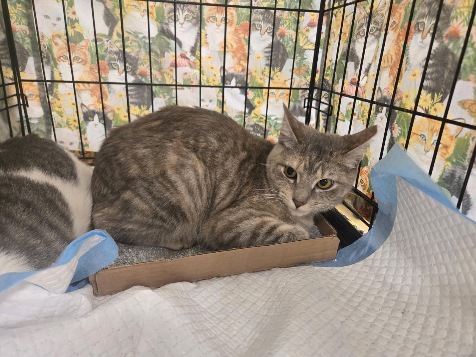 Enlarge Tawny, a ADOPTABLE Torbie in Bridgeton, NC image 2/2