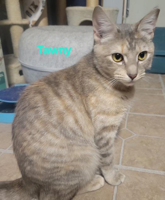 Enlarge Tawny, a ADOPTABLE Torbie in Bridgeton, NC image 1/2