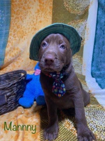 Enlarge Manny, an adopted mixed breed in Elkton, MD image 5/6