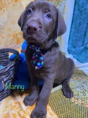 Enlarge Manny, an adopted mixed breed in Elkton, MD image 2/6