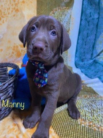 Enlarge Manny, an adopted mixed breed in Elkton, MD image 4/6