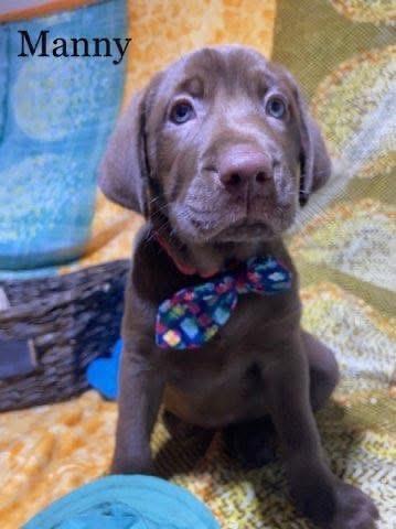 Enlarge Manny, an adopted mixed breed in Elkton, MD image 3/6