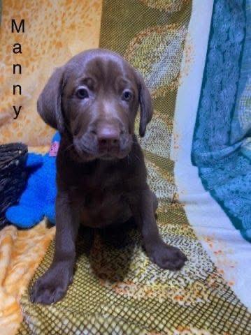 Enlarge Manny, an adopted mixed breed in Elkton, MD image 6/6