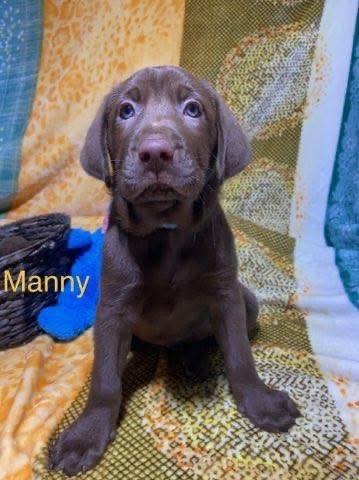Manny, adopted, Puppy Male Labrador Retriever.
