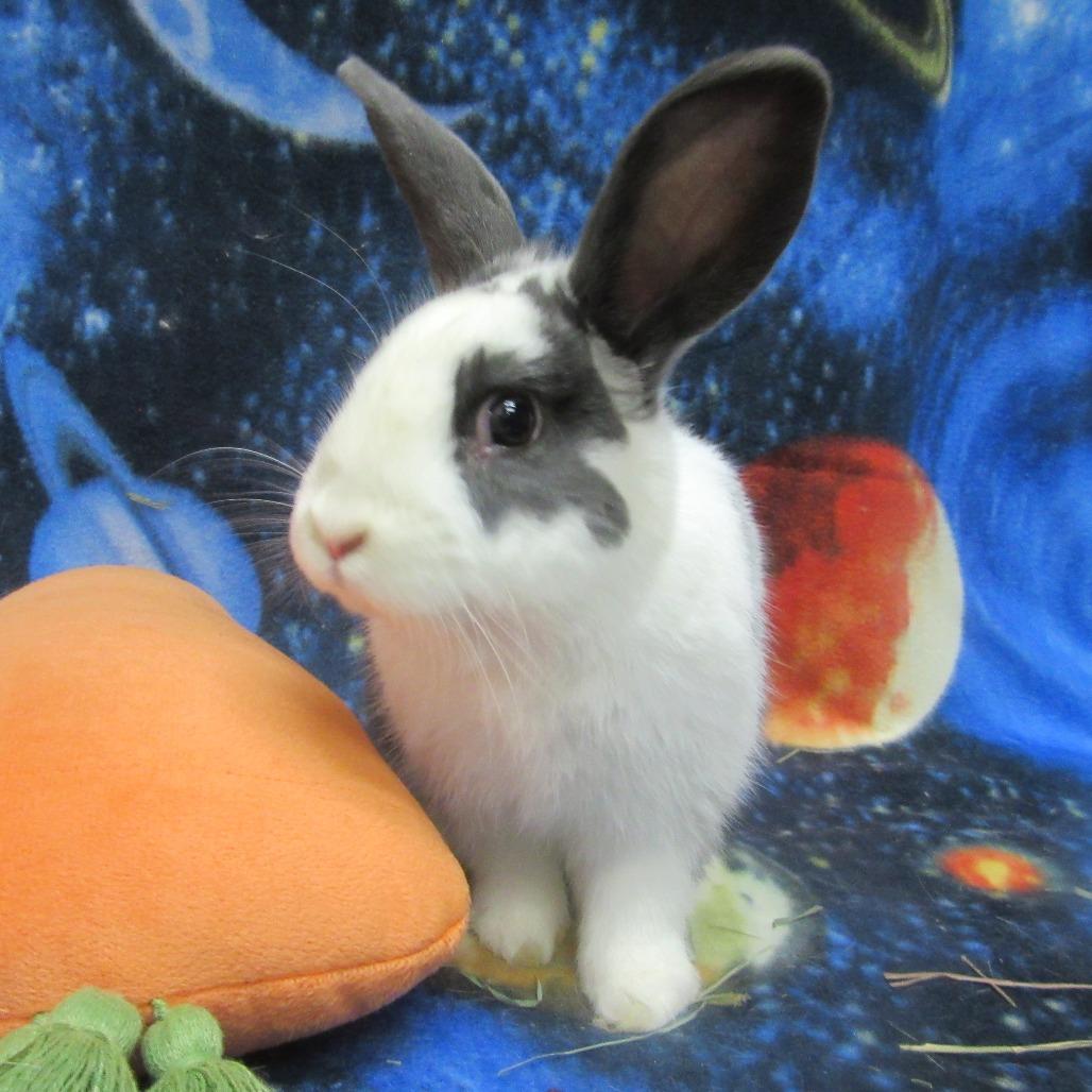 Slushy, Adoptable, Young Male English Spot.