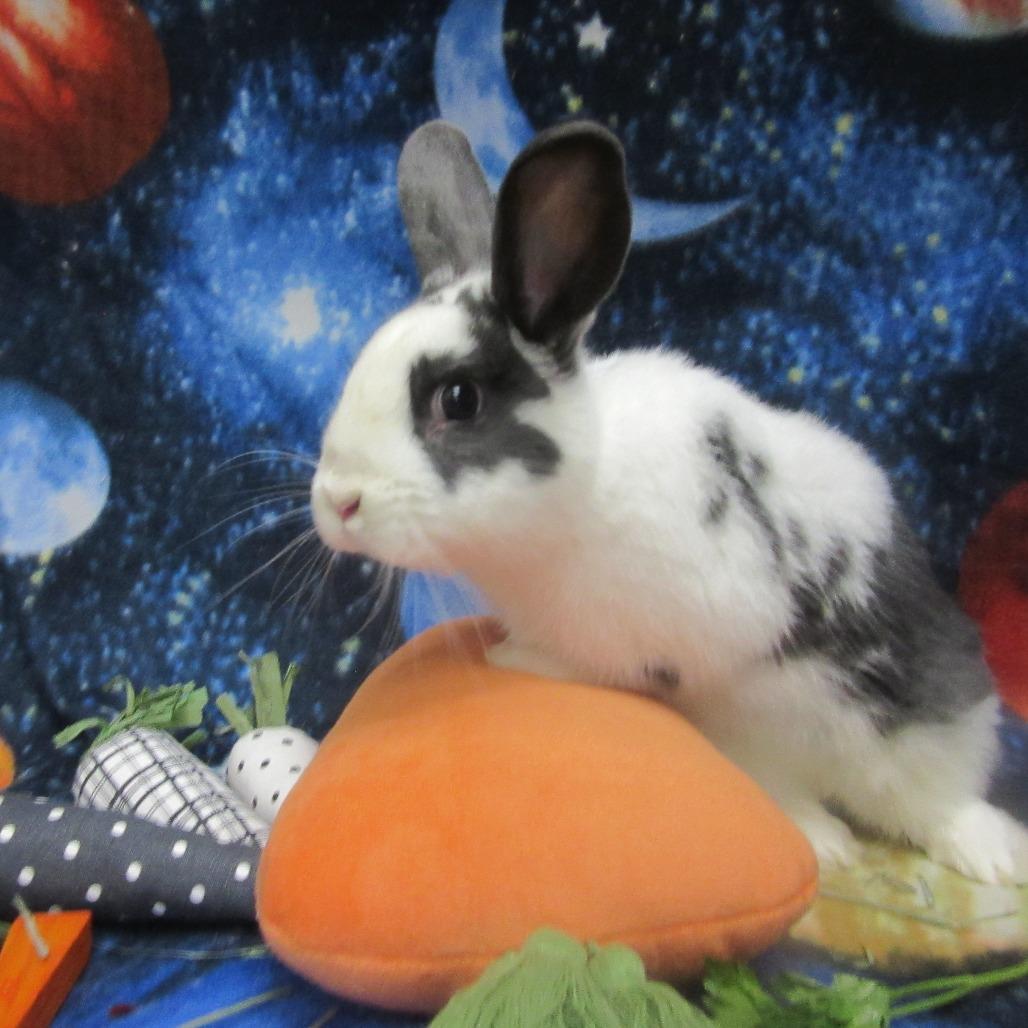 Enlarge Slushy, a Adoptable English Spot in Newport, PA image 2/5