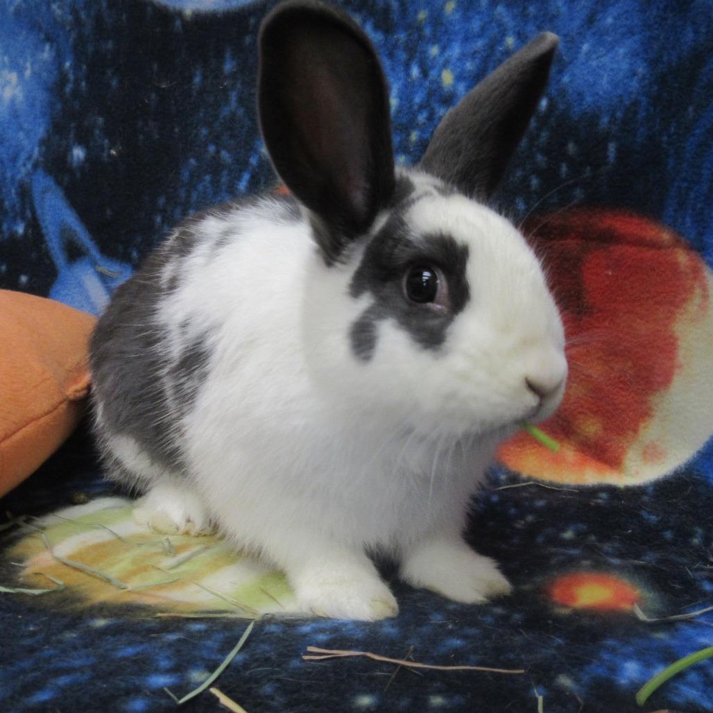 Enlarge Slushy, a Adoptable English Spot in Newport, PA image 3/5