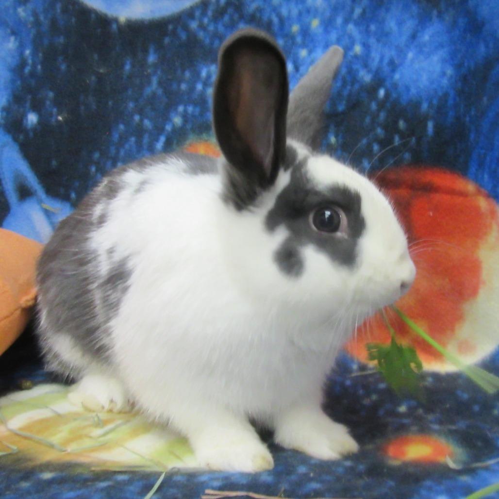 Enlarge Slushy, a Adoptable English Spot in Newport, PA image 4/5
