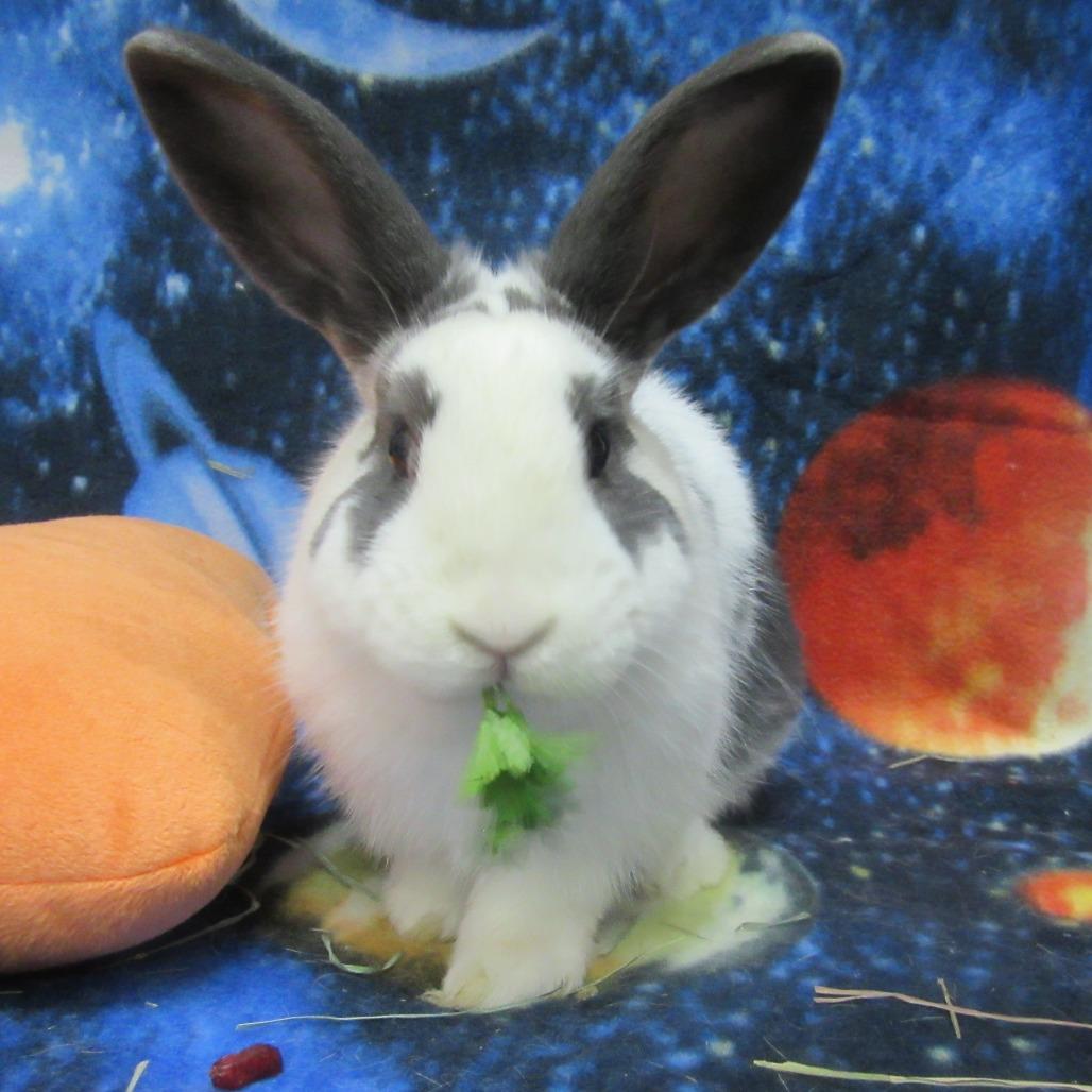 Enlarge Slushy, a Adoptable English Spot in Newport, PA image 5/5