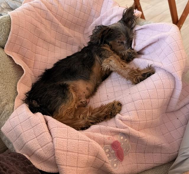 Bentley, a ADOPTABLE Yorkshire Terrier in Holland, MI image 2/2