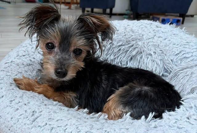Bentley, ADOPTABLE, Senior Male Yorkshire Terrier.