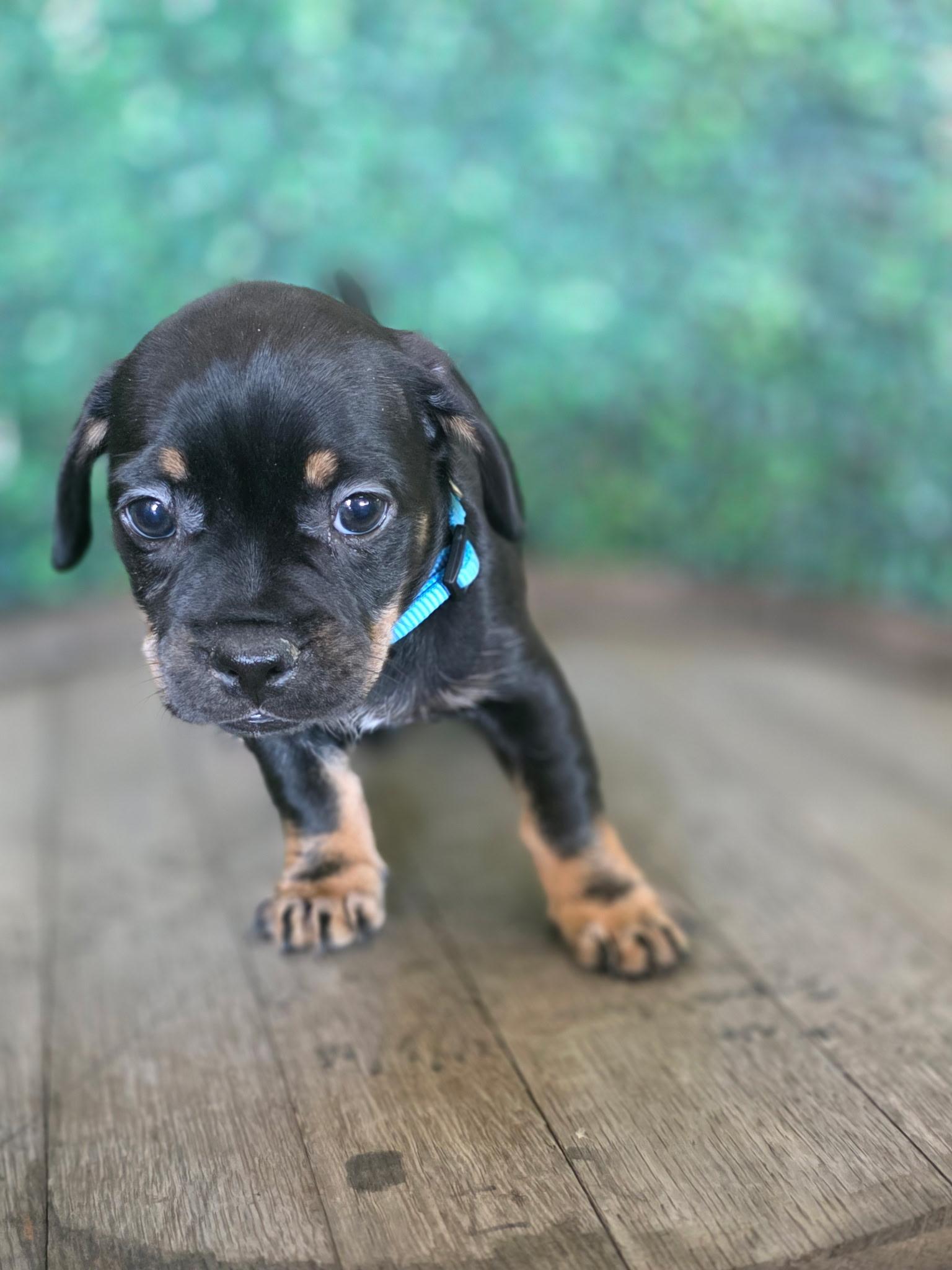 Enlarge Katie [Kate Spade], a Adoptable mixed breed in Penryn, CA image 2/2