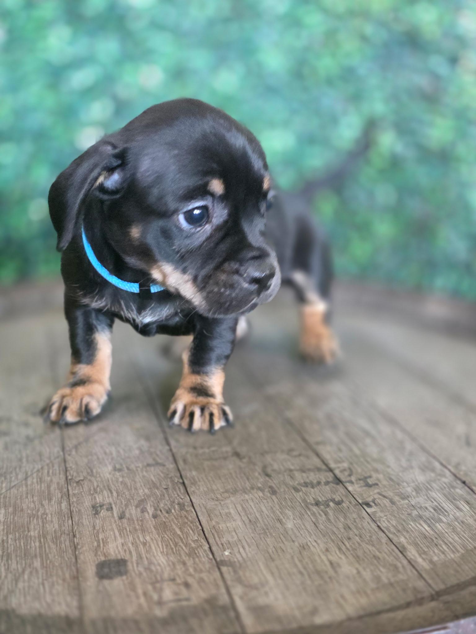 Katie [Kate Spade], Adoptable, Puppy Female French Bulldog.