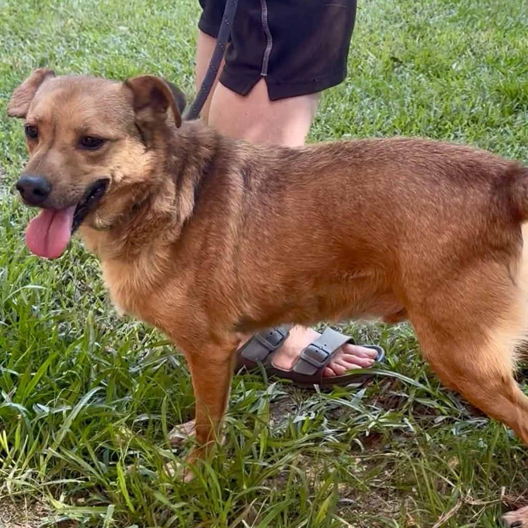 Doobie, a ADOPTABLE mixed breed in West Hartford, CT image 3/6