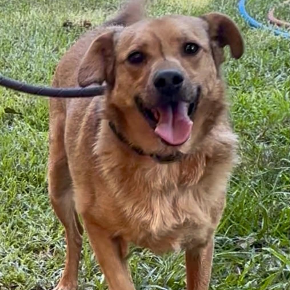 Doobie, a ADOPTABLE mixed breed in West Hartford, CT image 2/6