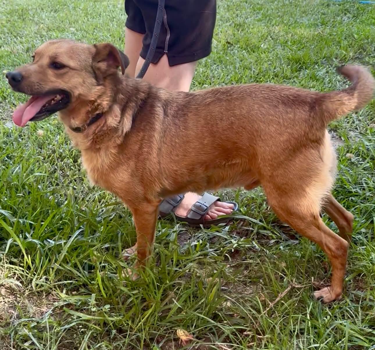 Doobie, a ADOPTABLE mixed breed in West Hartford, CT image 6/6