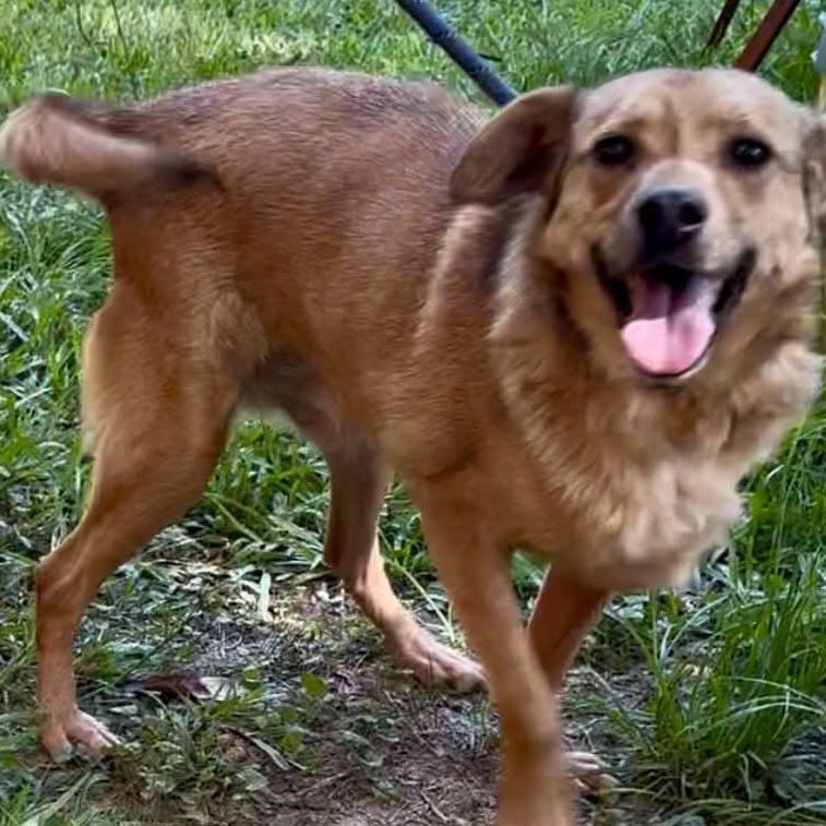 Doobie, a ADOPTABLE mixed breed in West Hartford, CT image 4/6